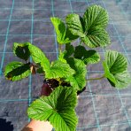 Jahoda ananásová - Pineberry (Fragaria × ananassa) ´SNOW WHITE´ - P9